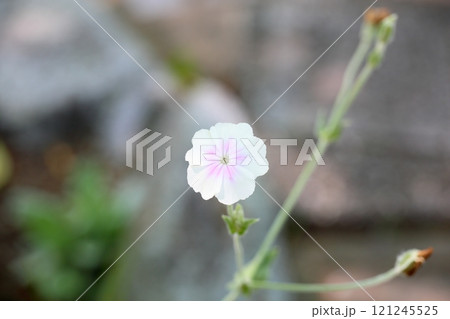 可愛い フランネルソウの花 可愛い フランネルソウの花 121245525