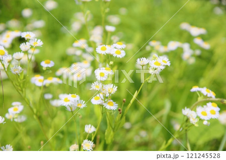 ヒメジョオンの花 121245528