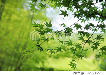 爽やか 青モミジ 爽やか 青モミジ 121245530