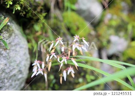 爽やか ユキノシタの花 爽やか ユキノシタの花 121245531