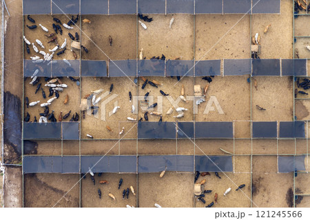 Large stockyard with meat cows. Feeding of cattle on farm feedlot in countryside area Large stockyard with meat cows. Feeding of cattle on farm feedlot in countryside area 121245566