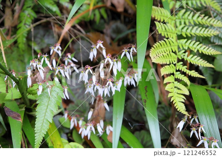爽やか ユキノシタの花 爽やか ユキノシタの花 121246552