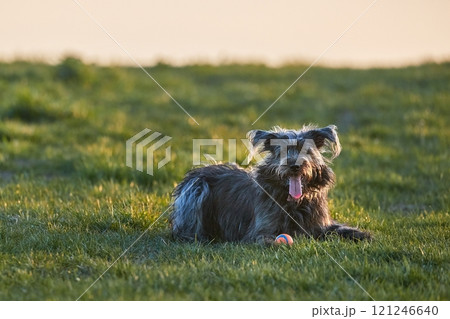 Dog outside playing with ball on a walk Dog outside playing with ball on a walk 121246640