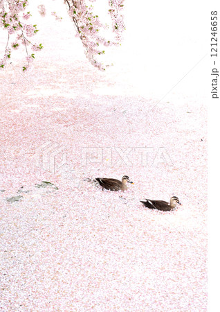 花いかだをただよう　弘前 121246658