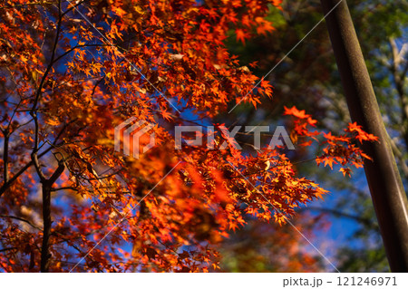 季節を感じる色鮮やかな紅葉 成田山公園 季節を感じる色鮮やかな紅葉 成田山公園 121246971