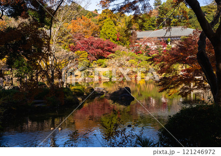 季節を感じる色鮮やかな紅葉 成田山公園 季節を感じる色鮮やかな紅葉 成田山公園 121246972