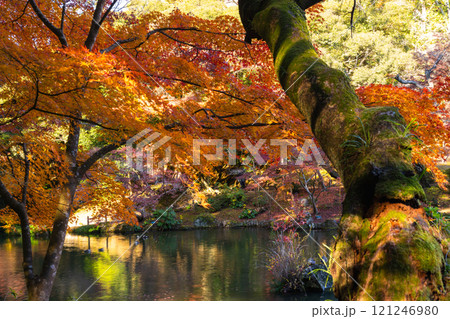 季節を感じる色鮮やかな紅葉 成田山公園 季節を感じる色鮮やかな紅葉 成田山公園 121246980