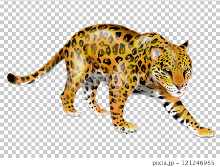 Realistic Jaguar illustration Realistic Jaguar illustration 121246985