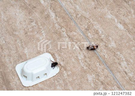 Cockroach caught near a trap on a kitchen floor tile. 121247382