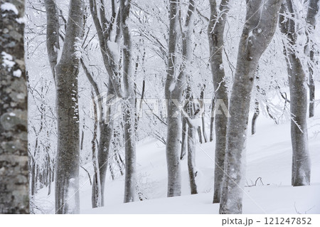 厳冬のブナの森 121247852