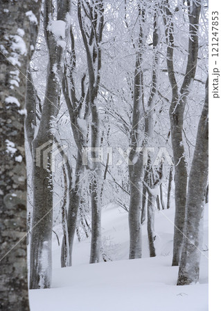 厳冬のブナの森 厳冬のブナの森 121247853