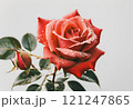 ゴールドの花びらが混じった赤いばら 121247865
