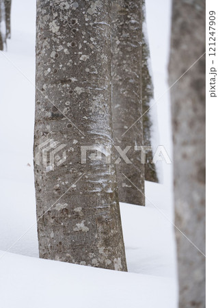 厳冬のブナ 121247909