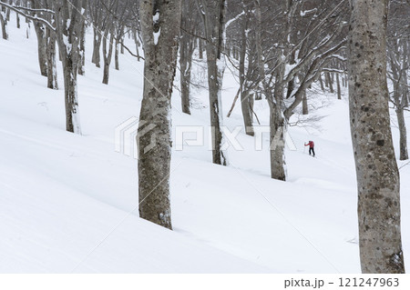樹林帯を行く 121247963