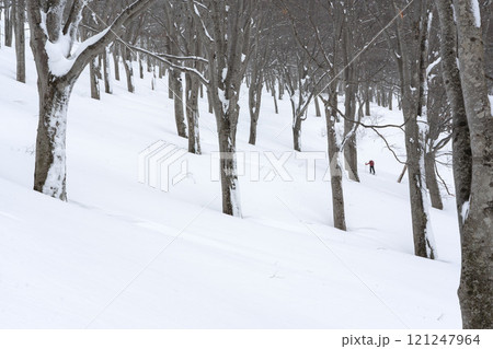 樹林帯を行く 121247964