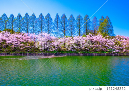 大阪城公園の桜 大阪城公園の桜 121248232