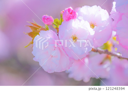 八重桜のアップ 121248394