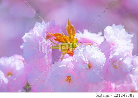 八重桜のアップ 121248395