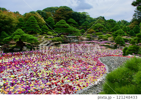 日本庭園とカラフルなダリアが咲く池の風景 日本庭園とカラフルなダリアが咲く池の風景 121248433