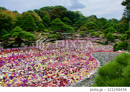 日本庭園とカラフルなダリアが咲く池の風景 121248436