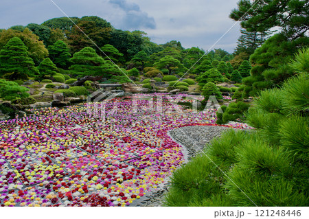 日本庭園とカラフルなダリアが咲く池の風景 日本庭園とカラフルなダリアが咲く池の風景 121248446