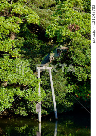 堀川に造られた垂れた木の枝を支える構造物 121248782