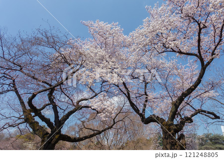 Beautiful cherry blossom viewing or Hanami at Ueno Park, Tokyo and Japanese people consider important. This flower blooms only once a year, symbolizing the beginning of spring 121248805