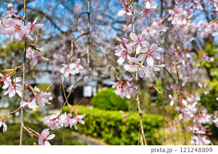 上品蓮台寺　美しい枝垂れ桜（京都府京都市北区） 121248809