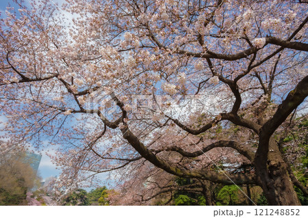 Beautiful cherry blossom viewing or Hanami at Ueno Park, Tokyo and Japanese people consider important. This flower blooms only once a year, symbolizing the beginning of spring 121248852