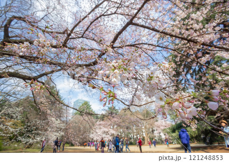 Beautiful cherry blossom viewing or Hanami at Ueno Park, Tokyo and Japanese people consider important. This flower blooms only once a year, symbolizing the beginning of spring 121248853