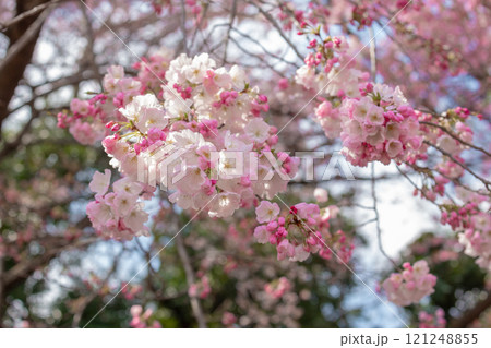 Beautiful cherry blossom viewing or Hanami at Ueno Park, Tokyo and Japanese people consider important. This flower blooms only once a year, symbolizing the beginning of spring Beautiful cherry blossom viewing or Hanami at Ueno Park, Tokyo and Japanese people consider important. This flower blooms only once a year, symbolizing the beginning of spring 121248855