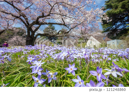 Beautiful cherry blossom viewing or Hanami at Ueno Park, Tokyo and Japanese people consider important. This flower blooms only once a year, symbolizing the beginning of spring 121248860