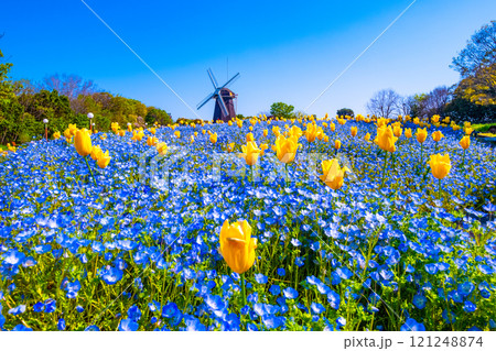 ネモフィラとチューリップと風車 121248874