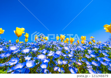 ネモフィラとチューリップの競演 121248879