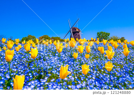 ネモフィラとチューリップと風車 121248880