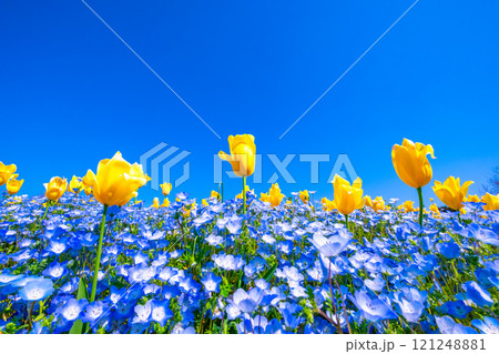 ネモフィラとチューリップの競演 ネモフィラとチューリップの競演 121248881