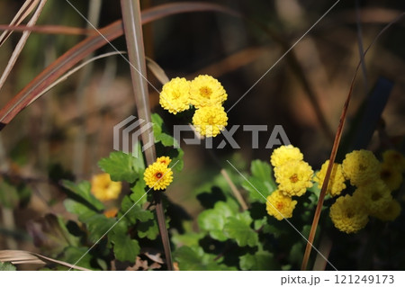12月の冬の野原に咲く黄色い小菊の花 12月の冬の野原に咲く黄色い小菊の花 121249173
