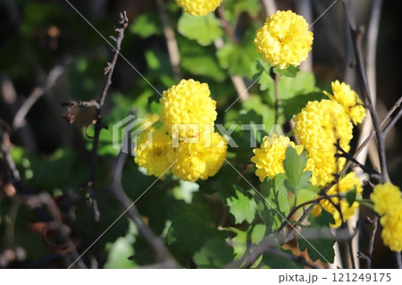 12月の冬の野原に咲く黄色い小菊の花 12月の冬の野原に咲く黄色い小菊の花 121249175