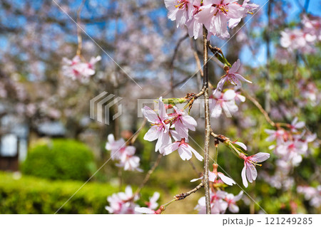 上品蓮台寺　美しい枝垂れ桜（京都府京都市北区） 121249285