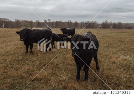 A herd of black Aberdeen Angus bulls standing in a field in autumn. 121249315