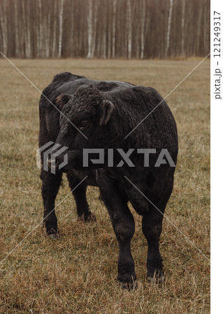 Black Aberdeen Angus bull standing in a field in autumn. Black Aberdeen Angus bull standing in a field in autumn. 121249317
