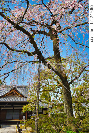 上品蓮台寺 美しい枝垂れ桜(京都府京都市北区) 上品蓮台寺 美しい枝垂れ桜(京都府京都市北区) 121249365