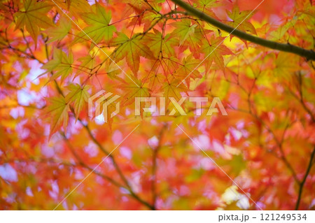 奈良・生駒市・鹿ノ台中央公園の錦のもみじ11 121249534