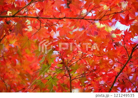 奈良・生駒市・鹿ノ台中央公園の錦のもみじ6 121249535