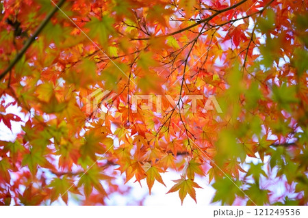 奈良・生駒市・鹿ノ台中央公園の錦のもみじ4 121249536