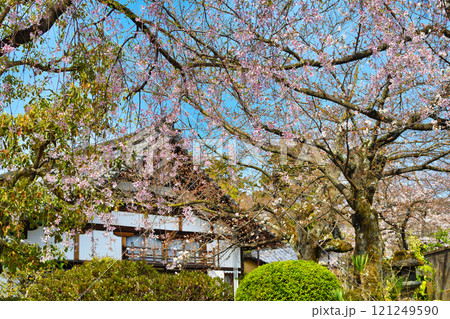 上品蓮台寺 美しい枝垂れ桜(京都府京都市北区) 上品蓮台寺 美しい枝垂れ桜(京都府京都市北区) 121249590