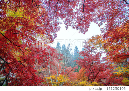 秋の珍蔵寺 秋の珍蔵寺 121250103