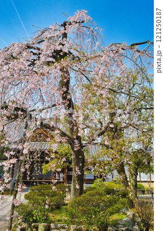 上品蓮台寺 美しい枝垂れ桜(京都府京都市北区) 上品蓮台寺 美しい枝垂れ桜(京都府京都市北区) 121250187