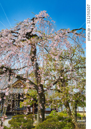 上品蓮台寺 美しい枝垂れ桜(京都府京都市北区) 上品蓮台寺 美しい枝垂れ桜(京都府京都市北区) 121250207