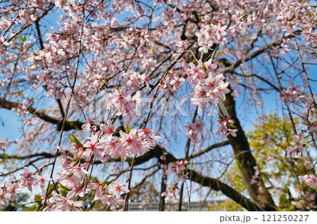 上品蓮台寺 美しい枝垂れ桜(京都府京都市北区) 上品蓮台寺 美しい枝垂れ桜(京都府京都市北区) 121250227
